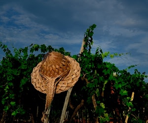 foglie, cappello, verde, cielo, viti, nuvole, paglia, pali, piante