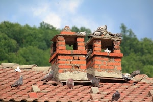 comignoli, tetto, tegole, due, piccioni, colombi, cielo, uccelli, alberi