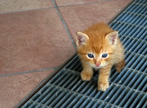 occhi, gatto, orecchie, grata, animale, felino, gattino, pelo, griglia, zampe, micio, pavimento, cucciolo, mattoni, tombino, rosso, piccolo