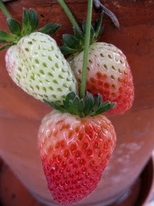 fragole, tre, frutta, verde, rosso, bianco, foglie, rosa