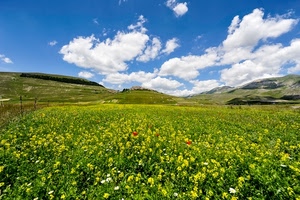 nuvole, fiori, prato, panorama, giallo, campo, primavera, paesaggio, campi, papaveri, cielo