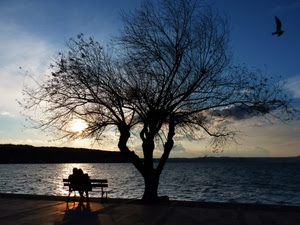 albero, panchina, uccello, lago, innamorati, mare, coppia, controluce, gabbiano