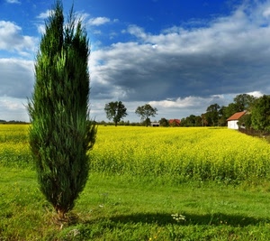 nuvole, albero, campo, prato, verde, giallo, cipresso, natura, cielo, alberi