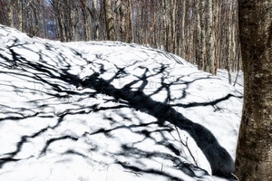 neve, ombra, rami, bosco, alberi, inverno, albero, bianco, tronco, ombre