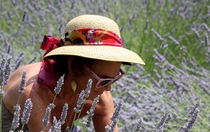 cappello, lavanda, donna, occhiali, fiori, nastro, rosso, campo, viola