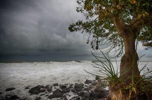 mare, albero, onde, nuvole, cielo, tempesta, sassi, scogli, schiuma