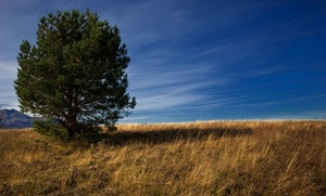 cielo, albero, erba, verde, azzurro, prato, ombra, campagna, giallo, pianta