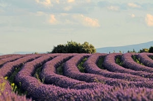 lavanda, cielo, fiori, curve, campo, nuvole, piante, verde, viola, alberi, file, filari