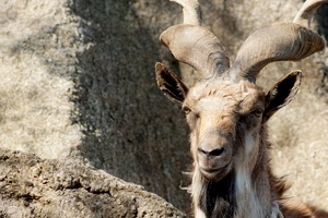 corna, orecchie, muso, animale, capra, roccia, montagna, caprone, naso, stambecco, animali