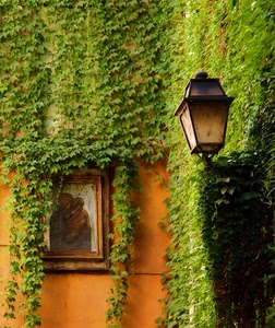 lampione, verde, quadro, edere, rampicante, edicola, foglie, madonna, edera, arancione, muro, pianta