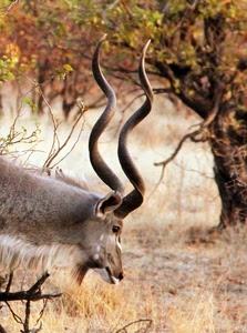 corna, albero, animale, due, orecchio, savana, muso