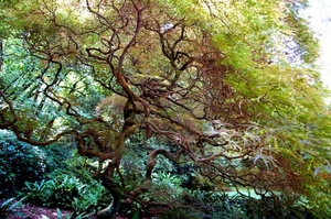 foglie, rami, verde, albero, natura, chioma, giardino, alberi