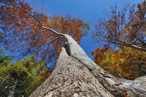 tronco, foglie, albero, cielo, autunno, rami, alberi, corteccia, prospettiva