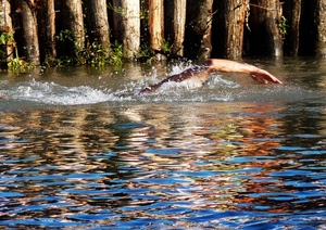 acqua, braccio, nuotare, nuotatore, nuoto, riflessi, mano, tronchi, pali, atleta, schizzi, riflesso