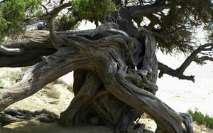 albero, tronco, rami, legno, contorto, ombra, natura, ulivo, pino