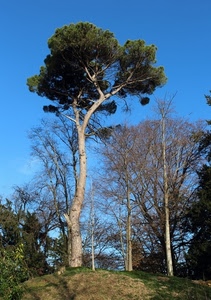 alberi, verde, cielo, pino, albero, rami, bosco, chioma, tronco