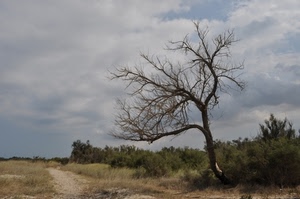 albero, sentiero, nuvole, cielo, cespugli, secco, campagna, rami, arbusti, spoglio