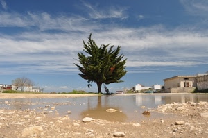 albero, acqua, cielo, nuvole, sassi, case, riflesso, verde, pozzanghera