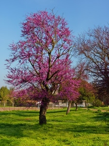 albero, prato, primavera, rosa, fiori, verde, alberi, parco, erba, fiorito, natura