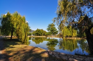 alberi, riflesso, verde, lago, acqua, cielo, riflessi, albero, salici