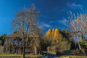 alberi, cielo, sentiero, casa, azzurro, autunno, nuvole, strada, rami, giallo, campagna, verde, colori, bosco