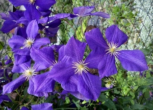 viola, petali, fiori, verde, rete, foglie, fiore, primavera, natura, pistilli, stami