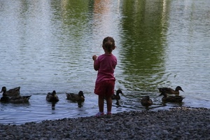 acqua, anatre, bambina, bambino, riflesso, sassi, lago, fiume, verde, papere, animali