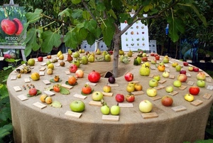 frutta, mele, tavolo, albero, melograni, foglie, pianta