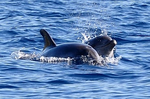 delfini, mare, due, acqua, animali, spruzzi, pesci