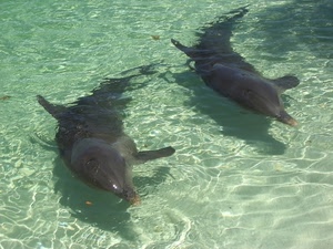 acqua, delfini, due, pesci, mammiferi, verde, coppia, mare, ombre, piscina, trasparenza, pinne