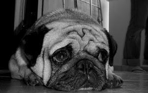 muso, cane, occhi, animale, bianconero, orecchie, triste