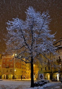 albero, neve, inverno, luci, piazza, notte, rami, notturno
