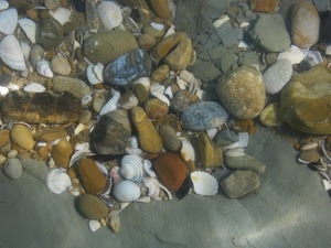 sassi, conchiglie, acqua, sabbia, pietre, trasparenza, mare, bianco