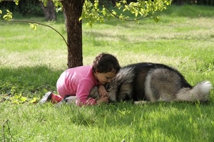 cane, bambino, prato, albero, erba, verde
