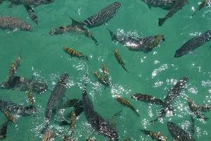 acqua, pesci, verde, riflessi, mare, trasparenza, vasca, trasparente