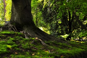 albero, radici, muschio, verde, tronco, bosco, foglie, alberi