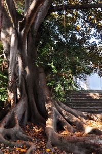 albero, foglie, radici, tronco, rami, verde, gradini, cielo, scalini, scala, autunno, giallo, legno