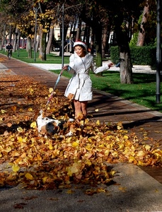 cane, foglie, autunno, donna, passante, signora, alberi, bianco, viale