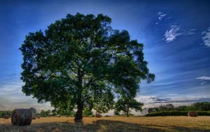 albero, cielo, verde, fieno, balle, prato, azzurro, blu