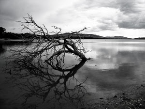 lago, albero, acqua, riflesso, bianconero, rami, secco