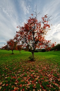 foglie, prato, autunno, albero, cielo, verde, alberi, nuvole, rosso