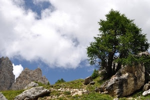 albero, nuvole, montagna, cielo, rocce, verde, roccia, erba