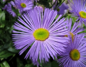 viola, petali, giallo, fiori, fiore, verde, foglie, macro