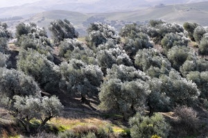 verde, alberi, ulivi, uliveto, colline, foglie, bosco, erba, piante, paesaggio, agricoltura, natura, ombre, rami