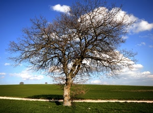 albero, nuvole, rami, prato, campagna, cielo, strada, erba, verde, spoglio