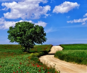 strada, nuvole, verde, cielo, albero, campagna, erba, papaveri, fiori, azzurro, rosso, sentiero, campi, ombra, prato