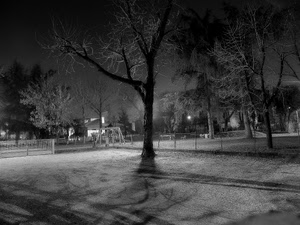 alberi, bianconero, notte, albero, notturno, rami, inverno, ombra, neve