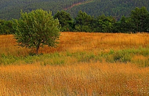 verde, albero, alberi, campo, giallo, erba, autunno, arancione, piante, bosco