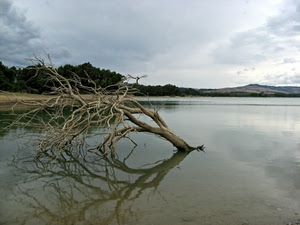 acqua, albero, rami, riflesso, nuvole, lago, cielo, alberi, mare, tronco, colline, secco