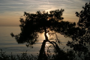 albero, controluce, mare, tramonto, cielo, acqua, rami, nuvole